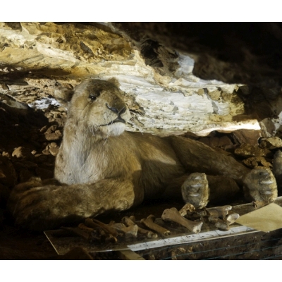 Prehistoryczny lew zamieszkał w Jaskini Niedźwiedziej w Kletnie
